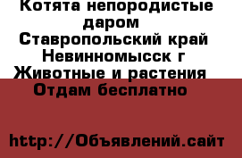  Котята непородистые даром - Ставропольский край, Невинномысск г. Животные и растения » Отдам бесплатно   